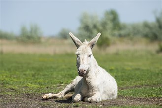 Austria-Hungarian white donkey or Baroque Donkey (Equus asinus asinus) is on pasture