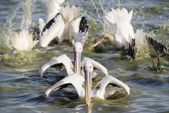 Great White Pelicans (Pelecanus onocrotalus) group fishing