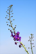Purple Mullein (Verbascum phoeniceum)