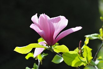 Blossom of the tulip magnolia (Magnolia x soulangeana)