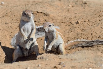 Cape ground squirrels (Xerus inauris)
