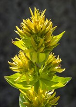 Great Yellow Gentian (Gentiana lutea)
