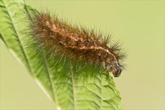 Caterpillar of the Muslin Moth (Diaphora mendica)