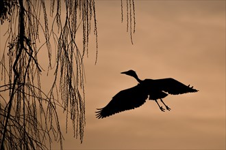Grey heron (Ardea cinerea) on approach to tree at dawn