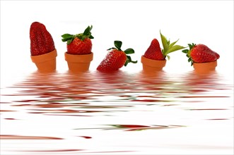 Five strawberries in small flowerpots in the water