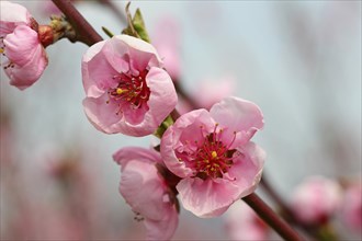 Peach tree (Prunus persica) blossom