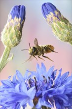 Patchwork leafcutter bee (Megachile centuncularis) in flight at the flower of a Cornflower (Cyanus segetum)