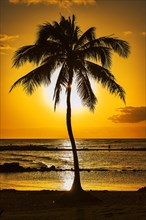 Palm tree at sunset