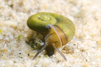 Great Ramshorn Snail (Planorbis planorbis)