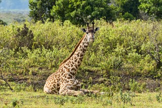 Giraffe (Giraffa camelopardalis)