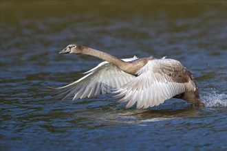 Young Mute Swan (Cygnus olor) taking off from water