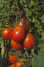 Ripe Plum tomatoes (Solanum lycopersicum) on the bush