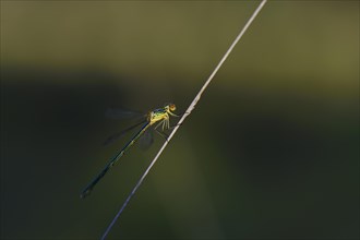 Emerald Damselfly (Lestes sponsa) on a blade of grass