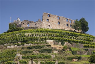Vineyard with Staufen Castle ruins
