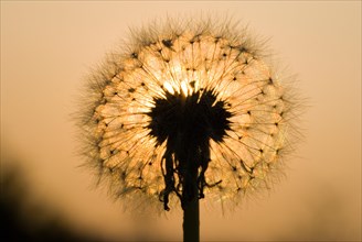 Dandelion clock
