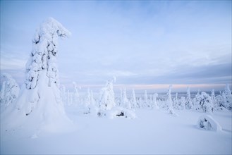 Snow-covered spruce trees