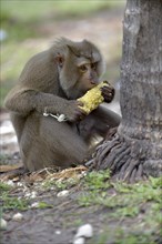 Northern pig-tailed macaque (Macaca leonina) feeding on a corn cob