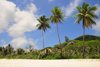 Three palm trees on Grand'Anse beach