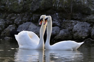 Mute swan (Cygnus olor) pair