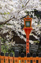 Red lantern under cherry blossoms
