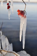 Icicles hang from berries on the shore of Lake Nagawicka