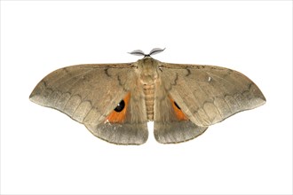 Moth species Pseudobunea alinda