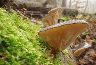 Late oyster (Panellus serotinus)