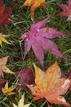 Leaves in autumn