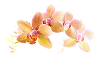 Orchid (Phalaenopsis)