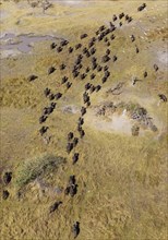 Cape Buffaloes (Syncerus caffer caffer)