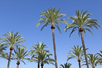 Palm trees on the beach promenade