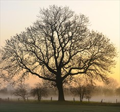 Old English Oak (Quercus robur) at dawn