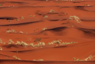 Red sand dunes covered with tufts of grass