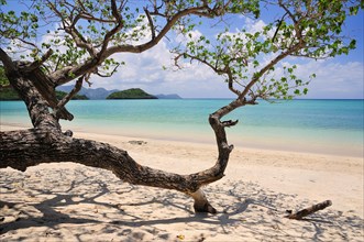 Sandy beach with tree
