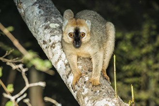 Red-fronted Brown Lemur (Eulemur rufus)