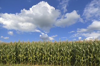 Cornfield (Zea mays subsp. mays) with cloudy sky
