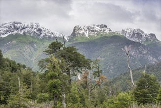 Snow-covered mountains and a cold rain forest