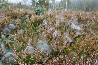Dome-shaped webs a Sheet Weavers or Money Spiders (Linyphiidae) in between Heather plants (Calluna vulgaris)
