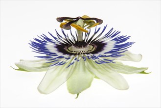 Passion Flower (Passiflora)