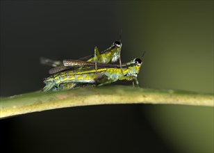 Grasshopper of the genus Eumastax mating