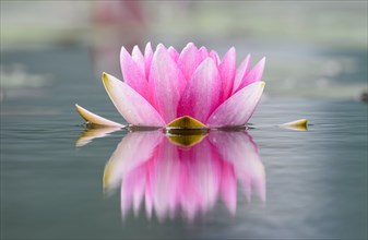 Water lily (Nymphaea)