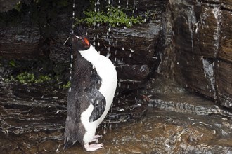 Rockhopper Penguin (Eudyptes chrysocome) under a fresh water shower