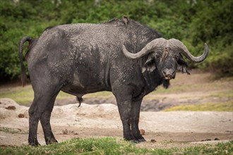 Cape buffalo (Syncerus caffer) with two Red-billed Oxpecker (Buphagus erythrorhynchus) on head and back