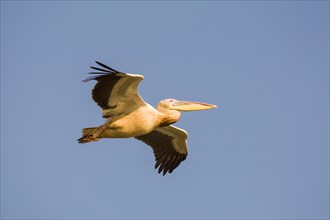 Great White Pelican (Pelecanus onocrotalus) in flight