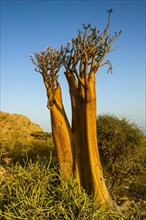 Bottle Tree (Adenium obesum) in bloom