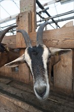 Goat in the milking parlour on an organic farm