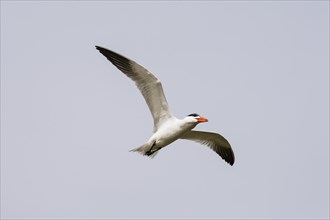 Caspian Tern (Hydroprogne caspia) flying