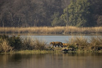 Wild Indian Tigers or Bengal Tigers