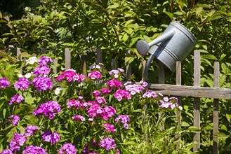 Still life of a garden with Sweet William (Dianthus barbatus) and a watering can on a wooden fence