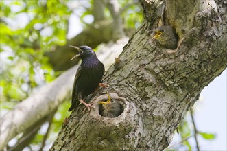 European starling (Sturnus vulgaris)